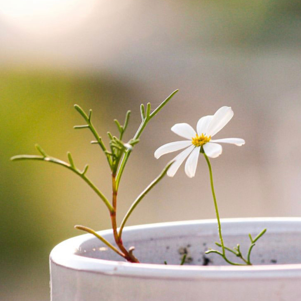 Hello Petal - Hip Hip Plantable Card-Pipp Pop