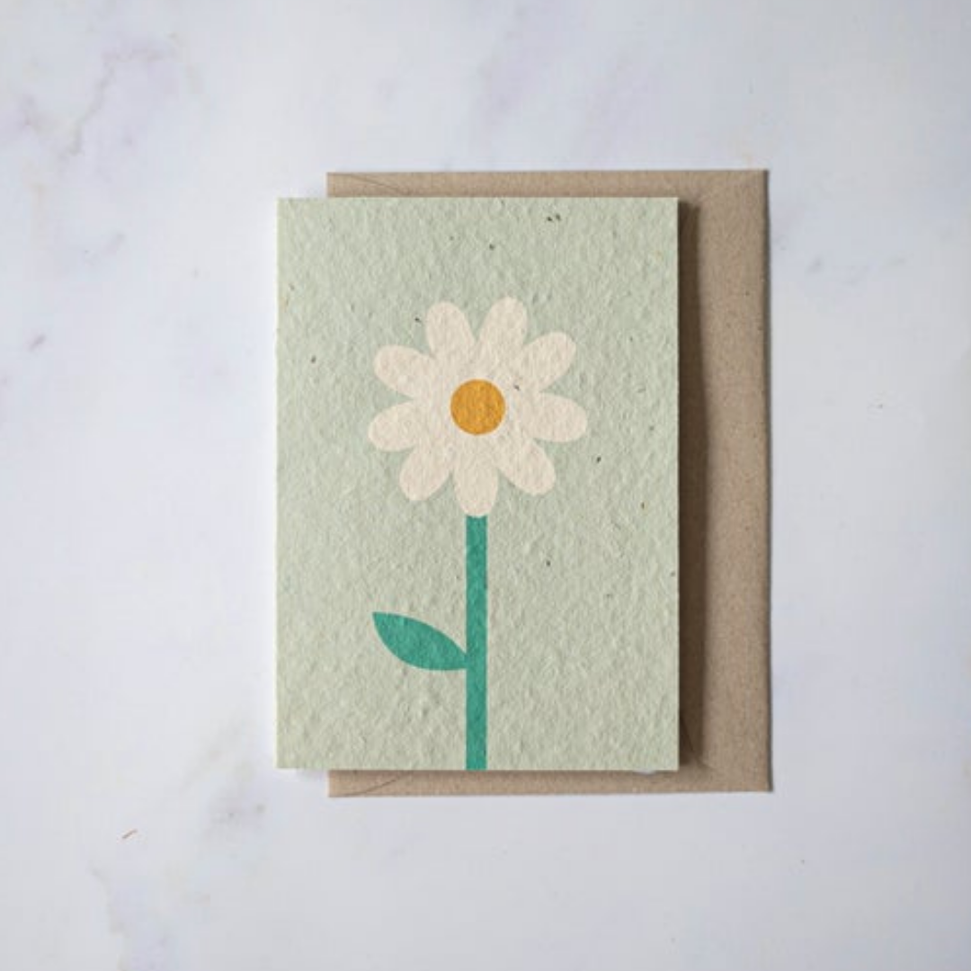 Turquoise Creative - Plantable seeded cards - Daisy-Pipp Pop